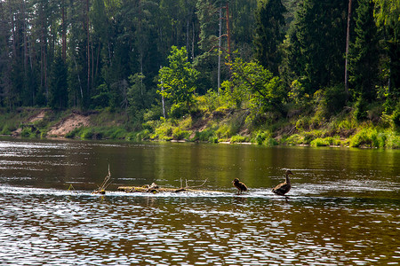 鸭子在拉脱维亚的河里游泳。