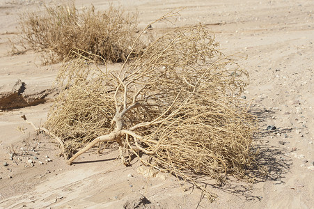 在干旱的沙漠中干枯的植物