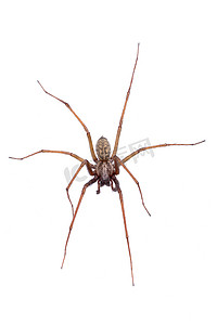 蜘蛛设计摄影照片_在白色背景上的棕色蜘蛛