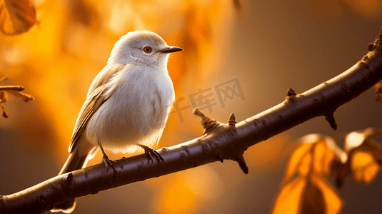 白色小鸟摄影照片_白天棕色树枝上的白色小鸟