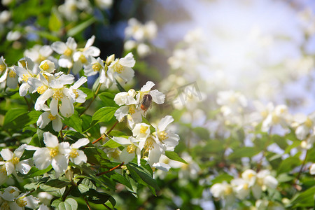 茉莉花盛开