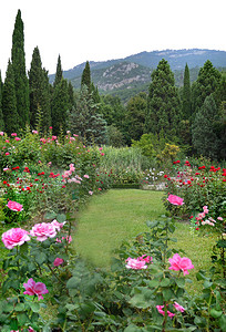 新西兰草坪和落基山脉背景上带红色和粉色玫瑰花丛的大型装饰花床