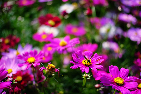 自然花园中美丽的自然粉色花。