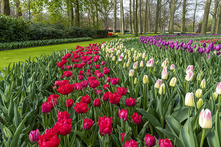 春天，多色风信子、纯红、粉白郁金香在维护良好的花园下绽放