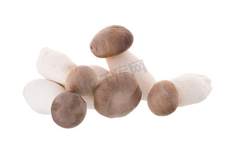 白色背景中的新鲜原产地蘑菇