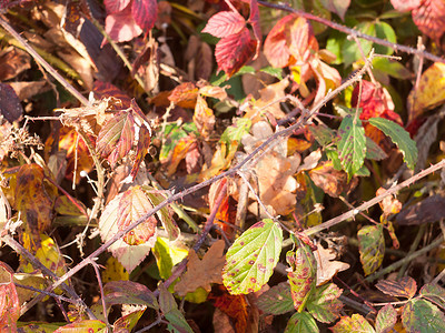 秋季背景通用树叶红叶尖尖的树枝