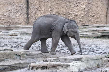 小象走路