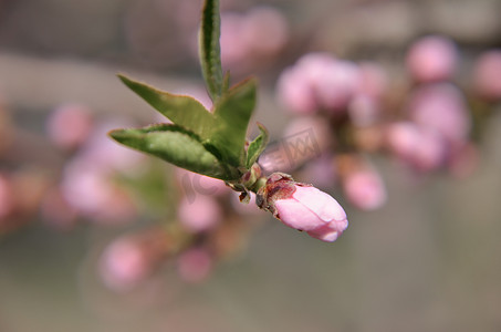 春天盛开的桃花摄影照片_桃花粉红色的花朵