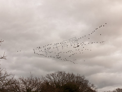 天空飞的鸟摄影照片_天空成群的鸟多云喜怒无常阴天迁徙