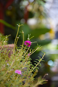 蔷薇花背景摄影照片_泰国的粉红色蔷薇花。
