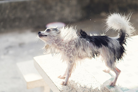 特写波美拉尼亚狗在沐浴阳光后轻弹水