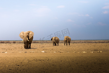 非洲大象穿过纳米比亚埃托沙国家公园的大草原