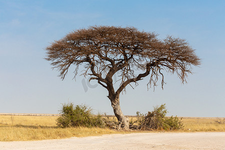非洲平原上的金合欢树