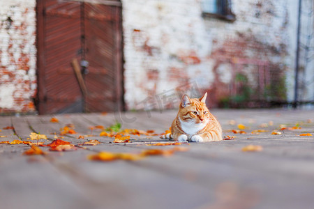 俄罗斯猫摄影照片_流浪的姜猫躺在五颜六色的秋叶中。
