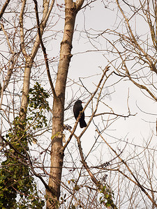 冬春季节摄影照片_雄性黑鸟在树冬春光秃秃的树枝上休息的特写