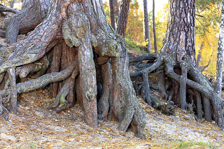 老松强大的根系和老公园根部的质感。