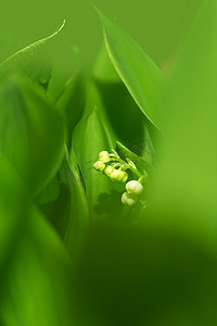 盛开的花摄影照片_春天花园里的铃兰