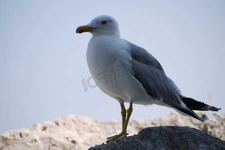 美丽的骄傲海鸥站在一块石头上，以山和蓝天为背景