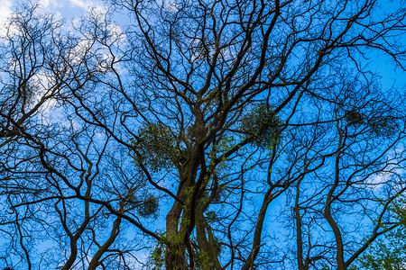 在秃头树的欧洲槲寄生在冬天蓝天云彩