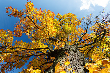 在秋天季节的秋天色的树顶