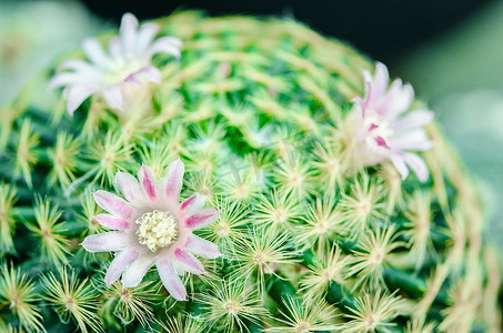 Echinopsis Lobivia Hybrid Cactu 花园中的粉紫色花朵