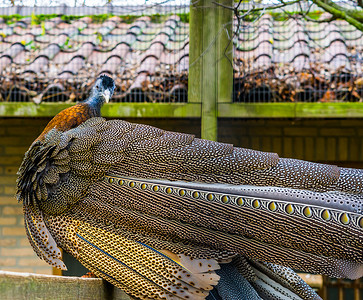 一只雄性大阿格斯野鸡的美丽肖像，美丽羽毛的后视，来自亚洲的热带鸟类，近乎受威胁的动物