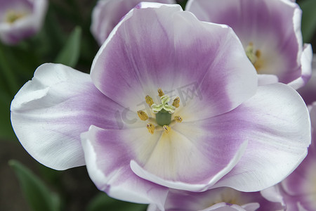 郁金香田中紫色和白色郁金香花的特写