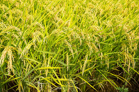 绿色水稻农场