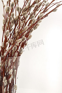中柳树摄影照片_白色背景中花瓶中的柳耳花枝条