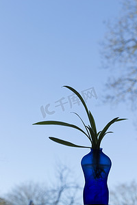 蓝色花瓶塑造成一个有植物、天空背景的人。