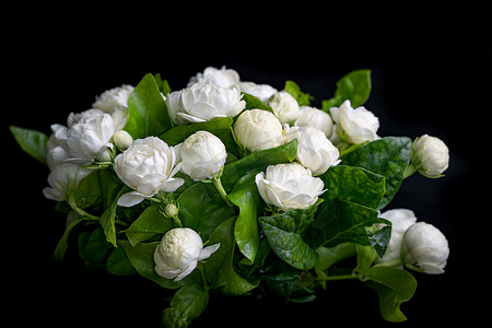 茉莉花茶画册摄影照片_柔和焦点黑色背景上带有白色香味的茉莉花束