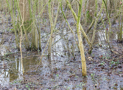 洪水泛滥的森林地区是一种自然的和反复出现的季节性现象