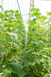甜瓜种植摄影照片_在温室中种植甜瓜。