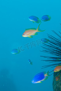 珊瑚鱼群-塞舌尔
