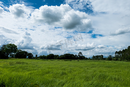 蓝天与水稻植物、绿地和稻田在雨季，风景背景。