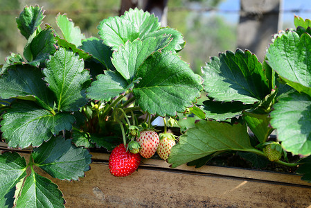 新鲜的甜草莓果实在竹筒中发光