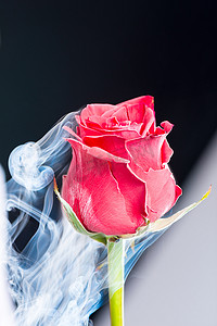 气泡黑色摄影照片_黑色背景上用液氮玫瑰冷冻的红色美丽