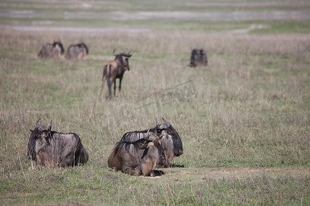 牛羚野生羚羊 Gnu 在非洲博茨瓦纳大草原
