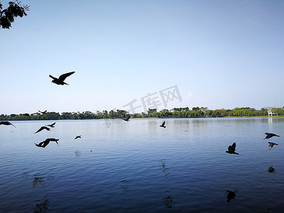 鸽鸟在泰国公共自然湖附近的天空中飞翔