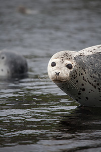 Phoca largha (Larga Seal, Spotted Seal) 表面图片