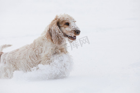 英国可卡犬狗在雪地里玩耍