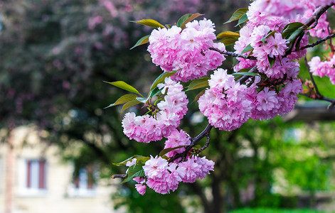 樱花树枝上的粉红色花朵