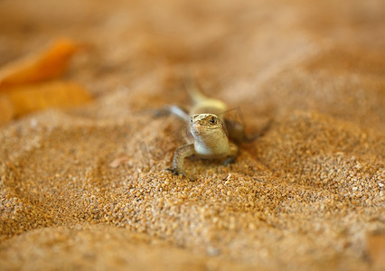 马达加斯加环带蜥蜴，马达加斯加野生动物
