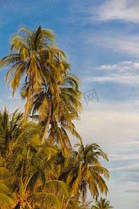 在晴朗的蓝色天空的棕榈树