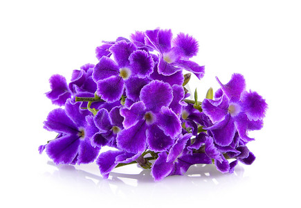 紫色花背景背景摄影照片_紫色的花