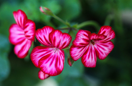 天竺葵 peltatum，俗名是常春藤叶天竺葵和层叠天竺葵，春天在花园里开花