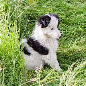 小狗可爱的表情摄影照片_在农场的边境牧羊犬小狗