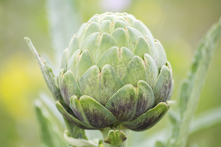 植物上的朝鲜蓟，Cynara cardunculus