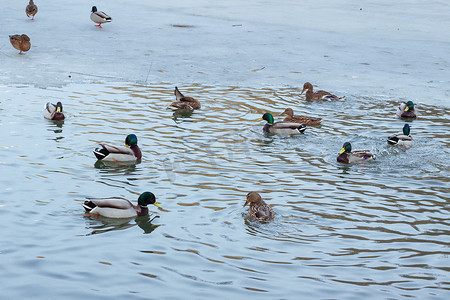 漂浮在结冰的城市池塘上的鸭群
