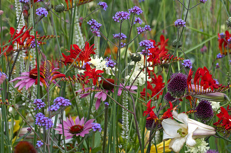 花边边框摄影照片_五颜六色的花边与 crocosmia、马鞭草的特写